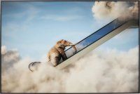 Gerahmtes Bild Elephant In The Sky 150x100cm Gerahmtes Bild Elephant In The Sky 150x100cm