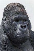 Deko Figur Monkey Gorilla Side XL Schwarz 76cm Deko Figur Monkey Gorilla Side XL Schwarz 76cm