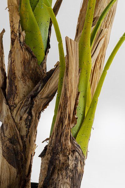 Deko Pflanze Palm Tree 190cm