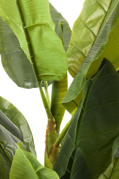 Deko Pflanze Banana Tree 180cm